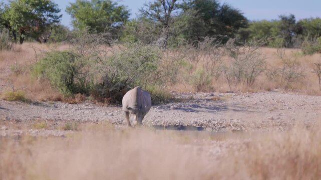 Black rhinoceros running toward waterhole in african savannah