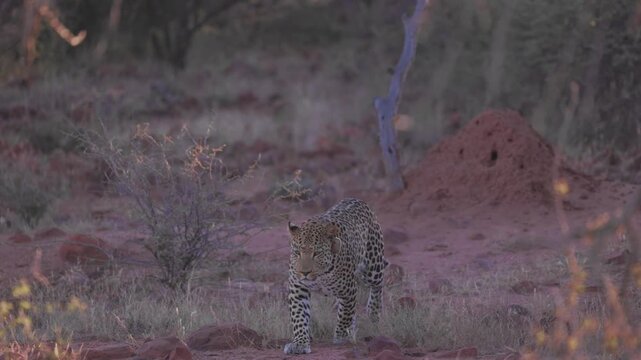 Wild leopard walking in the african savannah