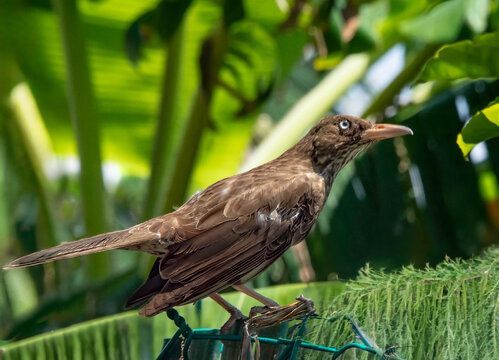 A pearly-eyed thrasher sitting on a green fence in a garden with leaves in the background during daytime