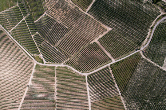 Aerial view of lush green vineyards arranged in neat rows across the rolling hills of the countryside in Barbaresco, Piedmont, Italy.