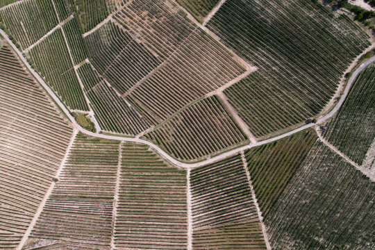 Aerial view of the lush vineyards of Barbaresco, with neatly arranged rows of vines and a winding country road cutting through the landscape in Barbaresco, Piedmont, Italy.