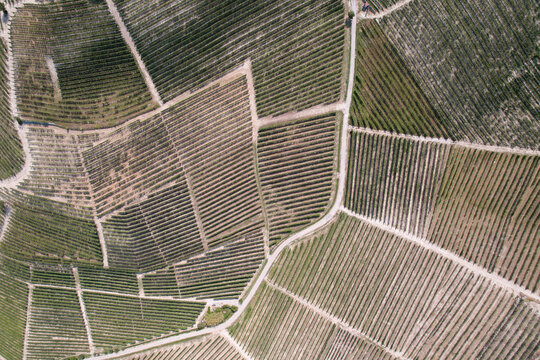 Aerial view of the lush green vineyards with geometric rows of vines and dirt paths winding through the landscape in Barbaresco, Piedmont, Italy.