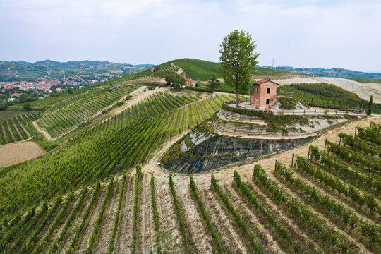 Aerial view of the rolling vineyards of Canale with a small brick building and a tall tree on a hill in Canale, Piedmont, Italy.