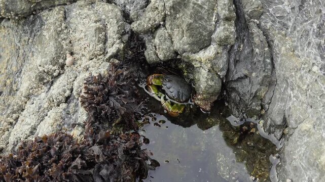 Shore crab tucked into a shallow coastal tide pool surrounded by seaweed