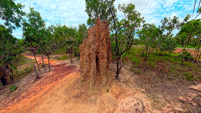 View of a large Cathedral Termite Mound surrounded by native trees and red earth in Litchfield Park, Northern Territory, Australia.
