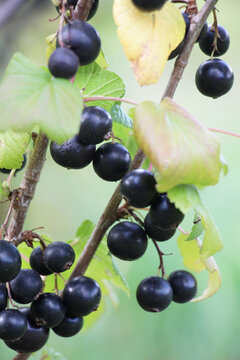 On the bush berries are ripe blackcurrant (Ribes nigrum).