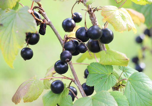 On the bush berries are ripe blackcurrant (Ribes nigrum).