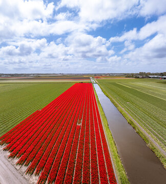 Aerial view of red tulip fields in bloom, divided by a narrow irrigation canal, set against a vast agricultural landscape under a bright blue sky in Lisse, South Holland, Netherlands.