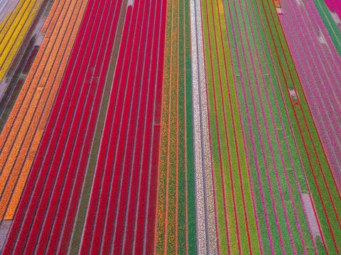 Aerial view of vibrant rows of colorful tulips in full bloom creating a striped pattern across the agricultural fields in Lisse, South Holland, Netherlands.
