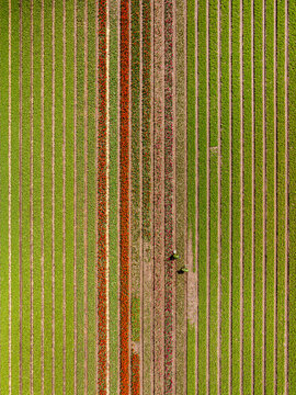Aerial view of vibrant rows of blooming tulips in a flower field with two farmers tending to the crops in Lisse, South Holland, Netherlands.
