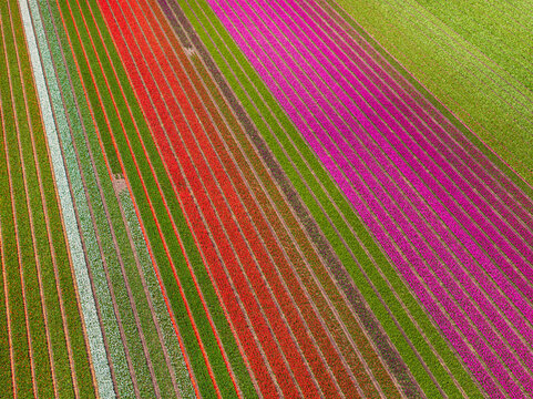 Aerial view of vibrant rows of blooming tulips in various colors stretching across the landscape in Lisse, South Holland, Netherlands.