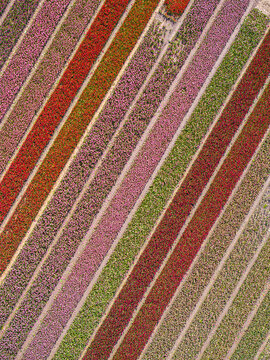 Aerial view of vibrant tulip fields arranged in long, colorful diagonal stripes of red, pink, and green in Lisse, South Holland, Netherlands.