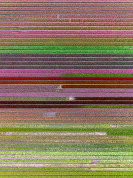 Aerial view of vibrant tulip fields in full bloom with colorful rows of flowers creating a striped pattern across the landscape in Lisse, South Holland, Netherlands.