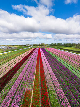Aerial view of vibrant rows of colorful tulips in full bloom stretching across the agricultural landscape under a bright blue sky in Lisse, South Holland, Netherlands.