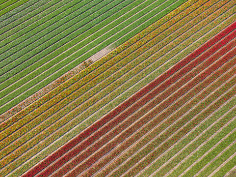 Aerial view of vibrant tulip fields with rows of colorful flowers in shades of red, orange, and green, creating a geometric pattern in Lisse, South Holland, Netherlands.