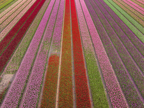 Aerial view of vibrant rows of colorful tulips in full bloom creating a striped pattern across the landscape in Lisse, South Holland, Netherlands.