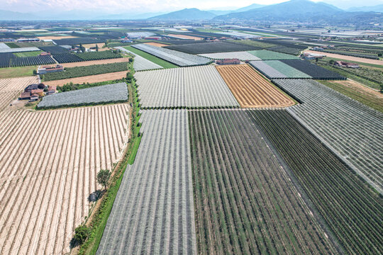 Aerial view of apple orchards protected by anti-hail netting in the rural landscape of Saluzzo, Piedmont, Italy.