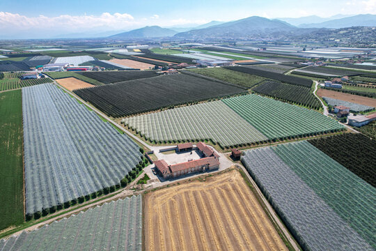 Aerial view of apple orchards protected by anti-hail netting surrounding a traditional farmhouse in the rural landscape in Saluzzo, Piedmont, Italy.