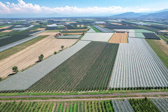Aerial view of apple orchards protected by anti-hail netting in the agricultural landscape of Saluzzo, Piedmont, Italy.