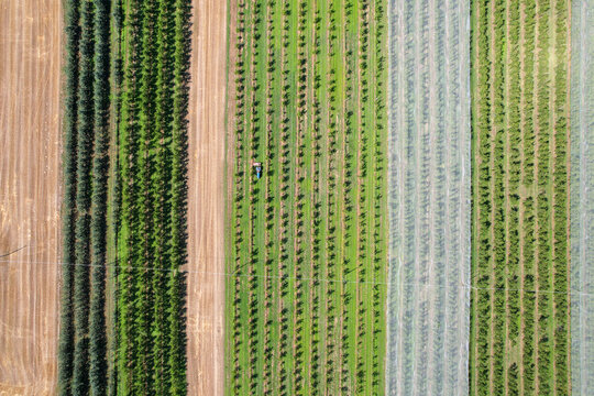Aerial view of apple orchards with rows of trees and anti-hail netting, featuring a tractor working in the field in Saluzzo, Piedmont, Italy.