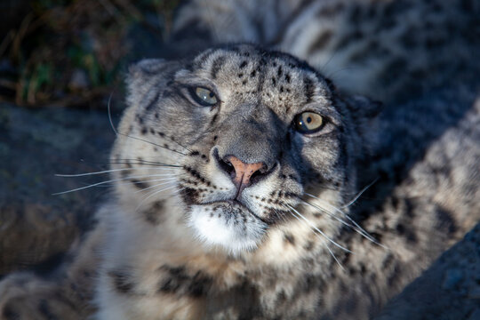 View of a close-up portrait of a snow leopard with thick spotted fur and piercing eyes, resting on rocky terrain in Hunza Nagar, Gilgit, Pakistan.
