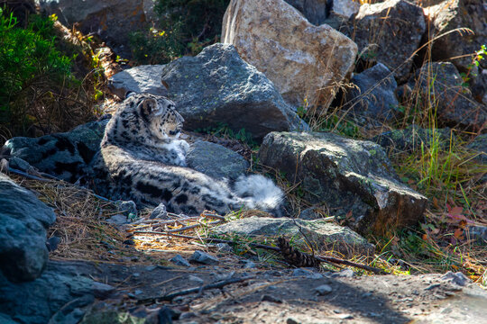View of a snow leopard resting on rocky terrain with sparse vegetation in Hunza Nagar, Gilgit, Pakistan.