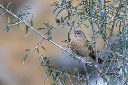 View of a streaked laughingthrush perched on a thin branch with small green leaves, singing with its beak open in Hunza Nagar, Gilgit, Pakistan.