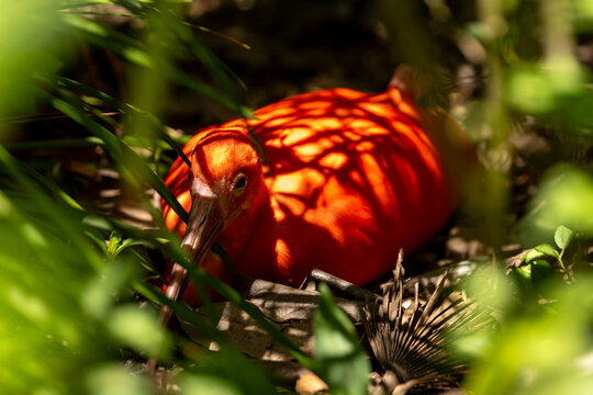 View of a vibrant scarlet ibis resting amidst lush green foliage with dappled sunlight casting shadows on its bright plumage in Grand Cayman, Cayman Islands.