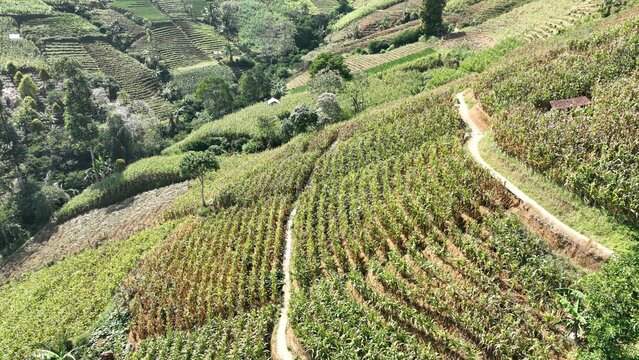 Argapura, West Java, Indonesia - 15 July 2023: Aerial view of Lembah Panyaweuyan with lush terraced vegetable fields and winding footpaths on the slopes of Mount Ciremai.