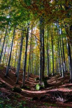 View of Lagoni forest with tall slender trees, moss-covered rocks, and dappled sunlight filtering through the autumn foliage in Corniglio, Emilia-Romagna, Italy.