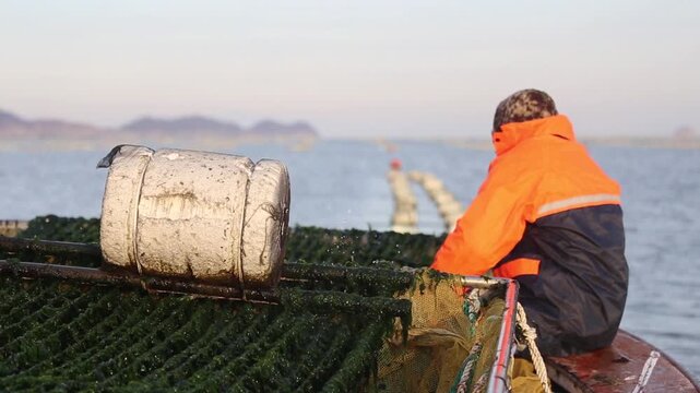 Korea green laver harvest seaweed aquaculture fishery ocean farm marine product 어촌 수산업 파래 양식 수확 해조류 수산물 바다 어장 생산 현장 어민 노동 식재료