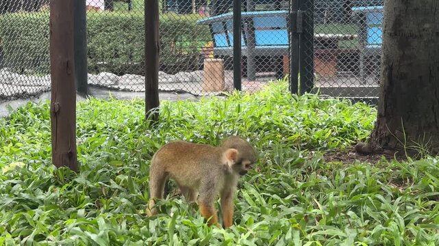 A group of playful squirrel monkeys naturally explores their grassy enclosure, foraging through the lush green lawn and climbing wooden poles with agile, energetic movements.