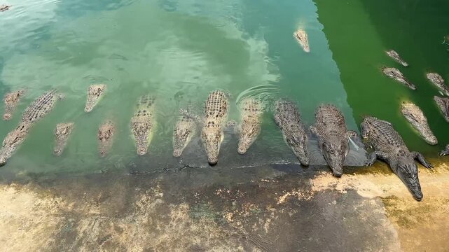 In the quiet stillness of a tropical reptile farm, a large float of crocodiles rests patiently along the muddy shore of a emerald green pond