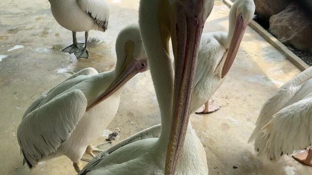 Great White Pelican
In a lively open enclosure, a group of great white pelicans gathers near the water, engaging in peaceful social behavior. 