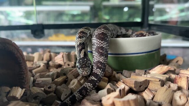 Inside a well-maintained vivarium, a striking black and white kingsnake slowly emerges from its ceramic water dish.