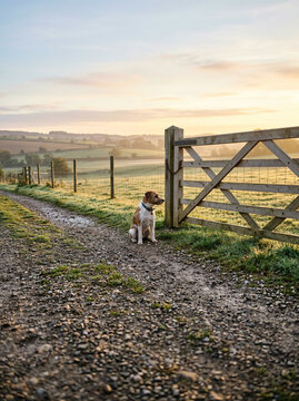 Farm terrier sitting by a wooden five bar gate at sunrise