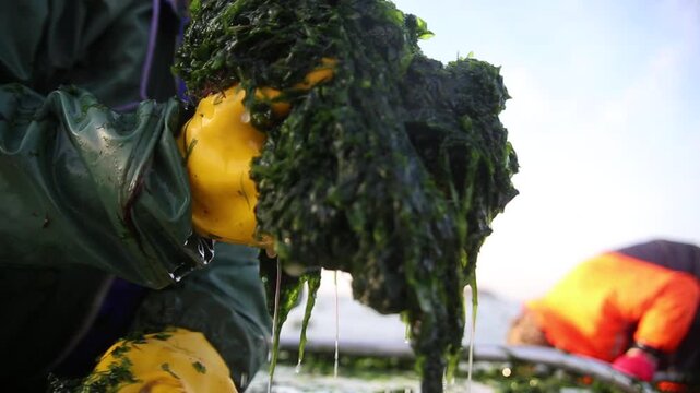 Korea green laver harvest seaweed aquaculture fishery ocean farm marine product 어촌 수산업 파래 김 양식 수확 해조류 수산물 바다 어장 생산 현장 어민 노동 식재료