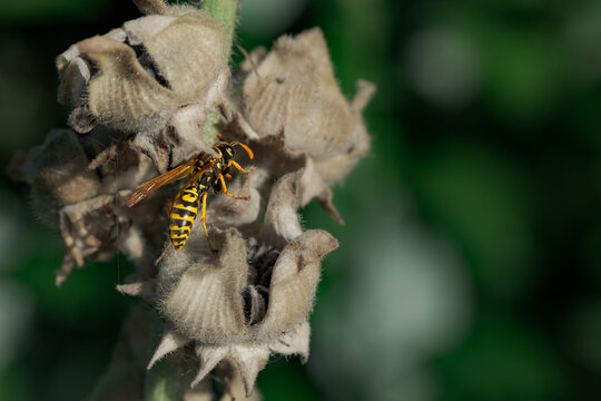 Wasp resting on a grey dry plant 