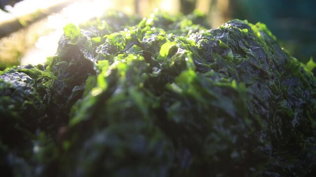 Korea green laver harvest seaweed aquaculture fishery ocean farm marine product 어촌 수산업 파래 김 양식 수확 해조류 수산물 바다 어장 생산 현장 어민 노동 식재료