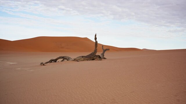 View of a dead tree in Sossusvlei, Namibia.