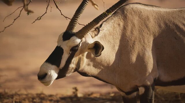 View of an oryx in the desert of Namibia.