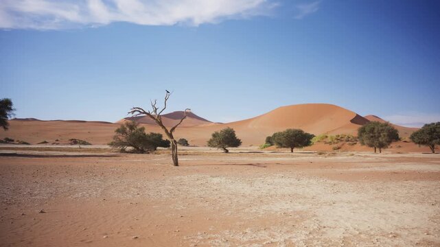 View of Sossusvlei dunes and dead trees in Hardap Region, Namibia.
