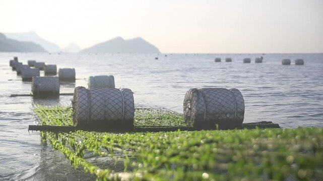 Korea green laver harvest seaweed aquaculture fishery ocean farm marine product 어촌 수산업 파래 김 양식 수확 해조류 수산물 바다 어장 생산 현장 어민 노동 식재료