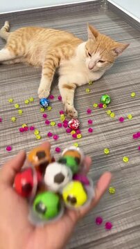 Ginger tabby cat playing with colorful round candy spheres in this engaging motion video clip showing rhythmic paw movements and playful interactive behavior on a wooden surface as small scattered bea