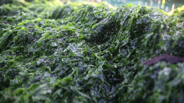 Korea green laver harvest seaweed aquaculture fishery ocean farm marine product 어촌 수산업 파래 김 양식 수확 해조류 수산물 바다 어장 생산 현장 어민 노동 식재료