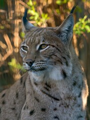 Eurasian lynx (Lynx lynx) © Hana