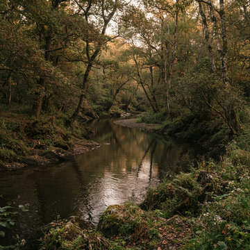 Slow moving river flowing through a dense forest of trees and vegetation
