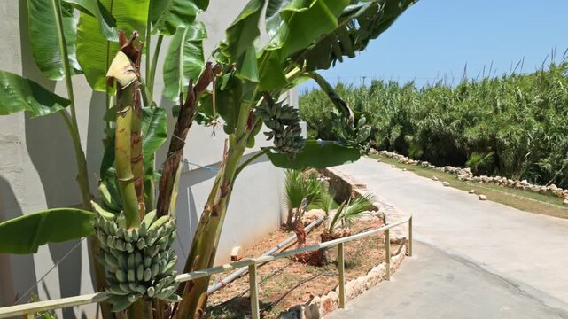 Close-up view of banana plant with growing fruit beside hotel walkway. Crete. Greece.