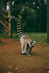 Fototapeta premium ring tailed lemur catta