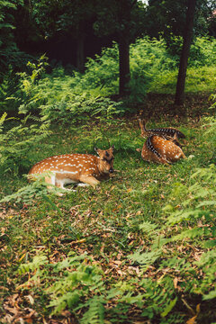 roe deer at rest